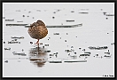 Wilde Eend, Mallard, Anas platyrhynchos Location: Aadorp, the Netherlands wilde eend MG 5287 kopie